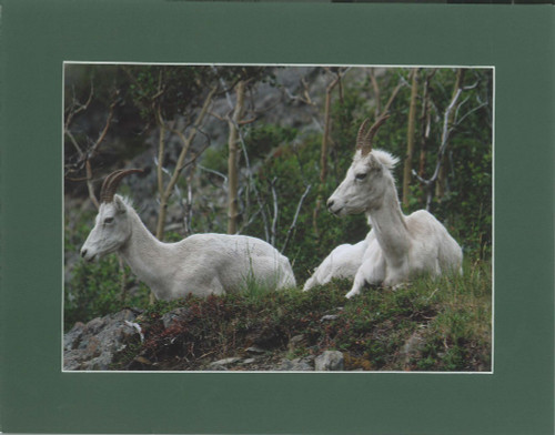Mountain Goats Lounging By Alaskan Photographer Gan Welland With Dark Green Matting