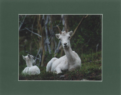 Mountain Goat Mother And Child By Alaskan Photographer Gan Welland With Deep Green Matting