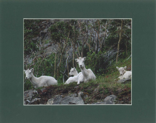 Mountain Goat Family By Alaskan Photographer Gan Welland With Dark Green Matting