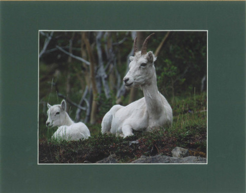 Mountain Goat Mother And Child By Alaskan Photographer Gan Welland With Dark Green Matting