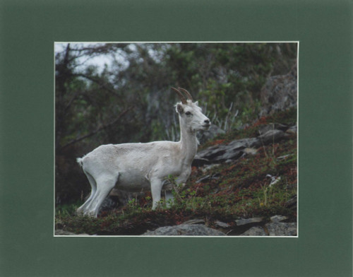 Mountain Goat By Alaskan Photographer Gan Welland With Dark Green Matting