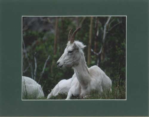 Mountain Goat Close-up By Alaskan Photographer Gan Welland With Dark Green Matting