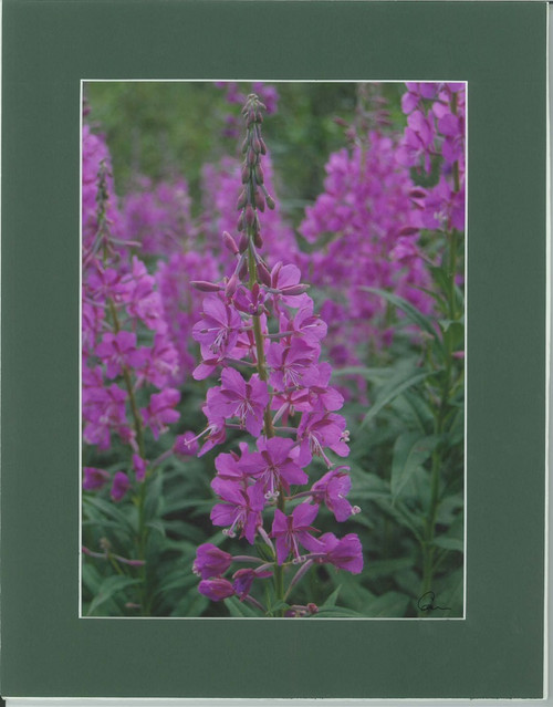 Portrait of Fireweed By Alaskan Photographer Gan Welland With Forest Green Matting