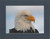 American Bald Eagle Close-up By Alaskan Photographer Gan Welland With Dark Gray Matting