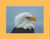 American Bald Eagle Close-up By Alaskan Photographer Gan Welland With Gold Matting