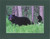 Black Bear Mother And Cub By Alaskan Photographer Gan Welland With Deep Green Matting