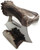 Hand Made Molted Moose Antler Ulu Knife and Stand (MOO-2)