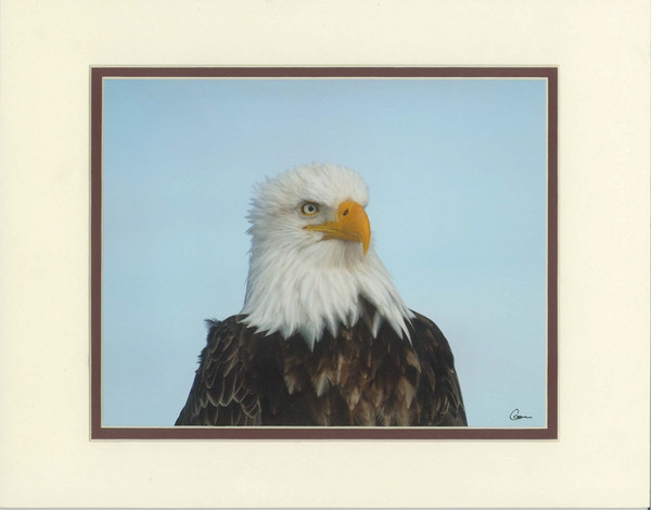 American Bald Eagle Close-up By Alaskan Photographer Gan Welland With Creme and Maroon Matting
