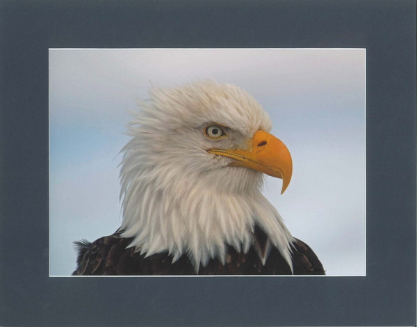 American Bald Eagle Close-up By Alaskan Photographer Gan Welland With Dark Gray Matting