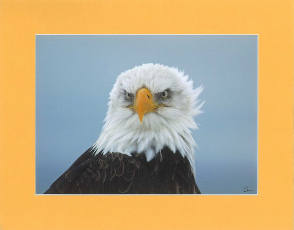 American Bald Eagle Close-up Side Veiw By Alaskan Photographer Gan Welland With Gold Matting