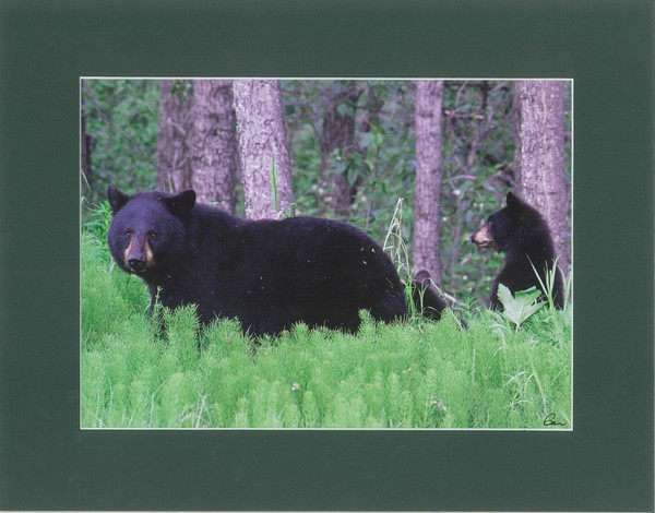 Black Bear Mother And Cub By Alaskan Photographer Gan Welland With Deep Green Matting