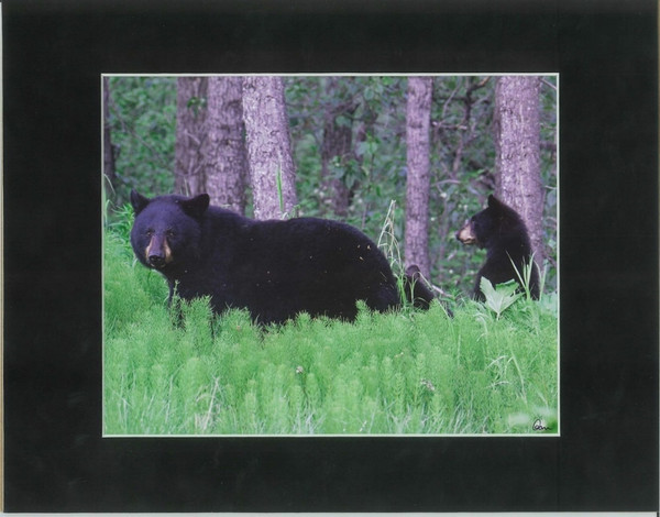 Black Bear Mother And Cub By Alaskan Photographer Gan Welland With Black Matting