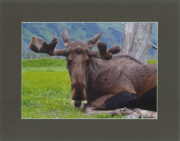 Bull Moose With Velvet By Alaskan Photographer Gan Welland With Black Matting