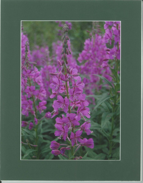 Portrait of Fireweed By Alaskan Photographer Gan Welland With Forest Green Matting