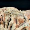 Crested Gecko - Male - 15g