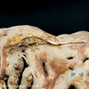 Crested Gecko - 8g - Unsexed