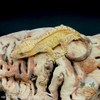 Crested Gecko - 28g - Female