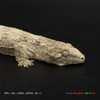 Nu Ami Leachianus Gecko (28g, Unsexed)