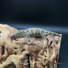 Leachianus Gecko (29g Male) - LG213