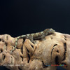 Pine Island Chahoua Gecko (14g Unsexed) PICH38