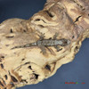 Mainland Chahoua Gecko (6g Unsexed) MLCH40