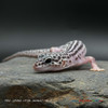Leopard Gecko (16g pos. Female) LP100