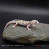 Leopard Gecko (15g pos. male) LP101