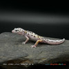Leopard Gecko (15g pos. male) LP101