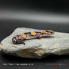 African Fat-Tail Gecko (15g pos. male) FT100