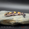 African Fat-Tail Gecko (15g pos. male) FT100