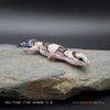 African Fat-Tail Gecko (15g pos. male) FT103