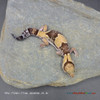 African Fat-Tail Gecko (16g pos. male) FT104