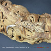 Crested Gecko Dalmation (26g Male) CG220