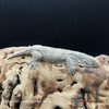 Leachianus Gecko (38g, Unsexed) LG227