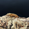 **Crested Gecko Dalmation (16g Female) CG401