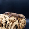 Gargoyle Gecko (51g Female) GG214 Proven Breeder - See Notes