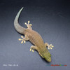 Standing's Day Gecko (65g, Male) - PS01 Proven Breeder - See Notes