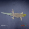 Standing's Day Gecko (70g, Male) - PS02 Proven Breeder - See Notes