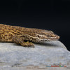 **Red Ackie Monitor (158g, Female) - AM01