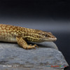 **Yellow Ackie Monitor (218g, Female) - AM03