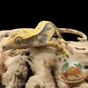 Crested Gecko (23G Male) CG507