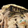 Crested Gecko (26G Male) CG508