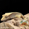 Crested Gecko (22G Unsexed) CG509