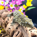 Leachianus Gecko (Rhacodactylus Leachianus) BMxUKF LG07 Female