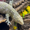 Leachianus Gecko (Rhacodactylus Leachianus)  LG08 Female