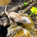 Gargoyle Gecko (Rhacodactylus Auriculatus)  GG02 Female