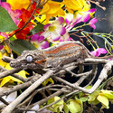 Gargoyle Gecko (Rhacodactylus Auriculatus)  GG03 Male