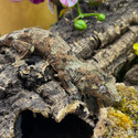 Pine Island Chahoua Gecko (Mniarogekko chahoua)  PICH03 Female