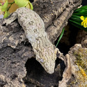 Leachianus Gecko (Rhacodactylus Leachianus)  LG10 Female