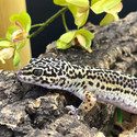 Leopard Gecko (Eublepharis Macularius) LEOG01 FEMALE